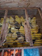 Kanaries  geel jonge vogels 15 euro stu´ 25 euro koppel, Dieren en Toebehoren, Vogels | Kanaries