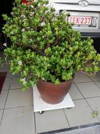 Plante : plante de jade Crassula ovata, Enlèvement ou Envoi