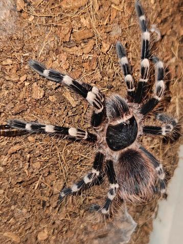 Vrouwtje Acanthoscurria geniculata 3 cm lichamlengte  beschikbaar voor biedingen