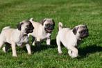 Mopshond pups te koop, 15 weken tot 1 jaar, Overige rassen, Buitenland, CDV (hondenziekte)