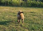 Hampshire down schaap, Dieren en Toebehoren, Schapen, Geiten en Varkens, Mannelijk, Schaap, 0 tot 2 jaar