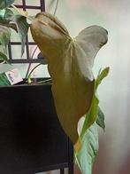 Anthurium balaoanum, Ophalen of Verzenden