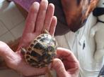 laatste Griekse landschildpad, Dieren en Toebehoren, Schildpad