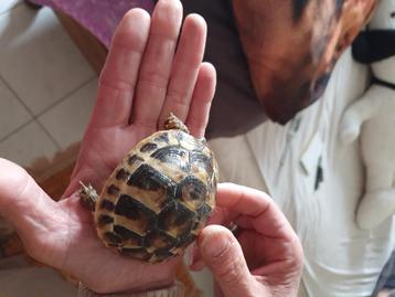 laatste Griekse landschildpad  beschikbaar voor biedingen