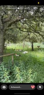 11 hanen, Dieren en Toebehoren, Pluimvee