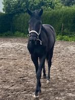 Mooie zwarte 2 jarige merrie, Dieren en Toebehoren, Paarden, Merrie