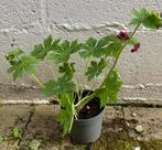 Meerjarige geranium, Tuin en Terras, Planten | Tuinplanten