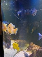 Mooie colectie Malawi Cichliden, Dieren en Toebehoren, Vis, Zoetwatervis
