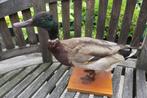Taxidermie mooie eend., Ophalen of Verzenden, Gebruikt, Wild dier
