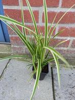 stekjes carex/zegge siergras € 3, Tuin en Terras, Ophalen