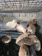 Japanse kwartels te koop 4 euro/stk, Dieren en Toebehoren, Vogels | Overige Vogels, Meerdere dieren