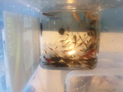 Te koop wegens verhuizing !!, Dieren en Toebehoren, Vissen | Aquariumvissen