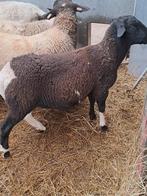 Zeer mooie gekruist dorper ram., Mannelijk, Schaap, 0 tot 2 jaar