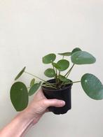 Pilea peperomioides, Ophalen