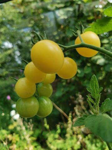 tomaat Snowberry kerstomaat - 5 zaden beschikbaar voor biedingen