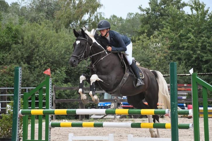 5 jarige merrie, echte eyecatcher, Dieren en Toebehoren, Paarden, Merrie