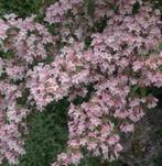 Koninginnestruik-Kolkwitzia pink Cloud-zeer bloeirijk-bijen!, Tuin en Terras, Planten | Tuinplanten, Ophalen of Verzenden