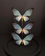 Splendide Ensemble de 3 Papillons Exotiques Zalmoxis Globe, Insecte, Animal empaillé, Enlèvement ou Envoi, Neuf