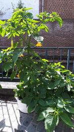 BRUGMANSIA (Trompetbloem), Tuin en Terras, Planten | Tuinplanten, Ophalen