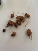 Zaden van Acanthus, Enlèvement ou Envoi, Printemps, Plein soleil, Graine