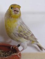 Canaris Brun Opale Mosaique, Canari de couleur, Plusieurs animaux