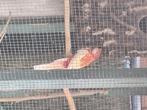 Koppel rosella's, Dieren en Toebehoren