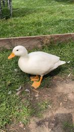 Kwakers, Dieren en Toebehoren, Meerdere dieren, Eend