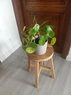 Plant, Huis en Inrichting, Kamerplanten, Ophalen