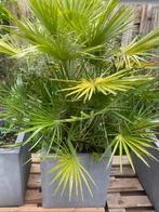Palmbomen winterhard / transport mogelijk, Tuin en Terras, Ophalen