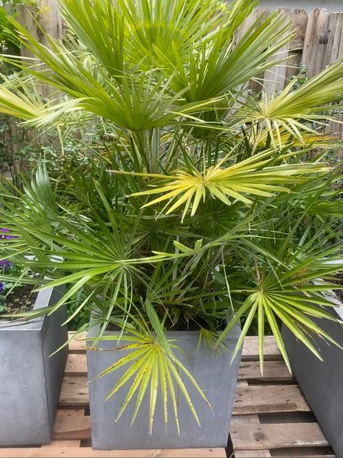 Palmbomen winterhard / transport mogelijk, Tuin en Terras, Planten | Tuinplanten, Ophalen