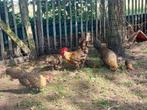 Kempense hoenders (Campine), Dieren en Toebehoren, Pluimvee