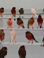 Portugese Harlekijn kanaries ( basis vogels), Plusieurs animaux, Canari de posture