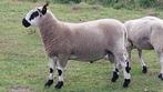 Kerry Hill rammen, Dieren en Toebehoren, Mannelijk, Schaap, 0 tot 2 jaar