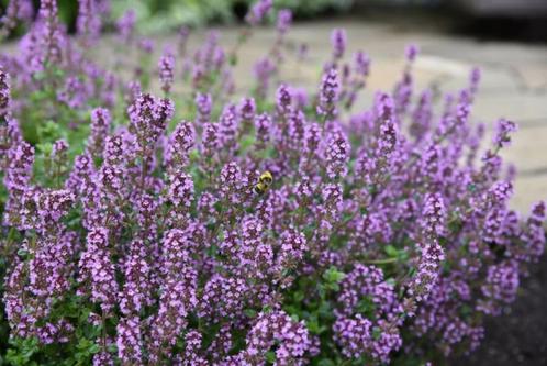 Thymus serpyllum, Tuin en Terras, Planten | Tuinplanten, Vaste plant, Bodembedekkers, Ophalen