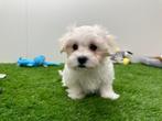 Nestjes Maltezer pups, Dieren en Toebehoren, België, Maltezer, CDV (hondenziekte), 8 tot 15 weken