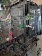 Cage pour perroquets double, Animaux & Accessoires, Enlèvement, Comme neuf, Cage à oiseaux