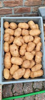 Pomme de terre, Enlèvement ou Envoi