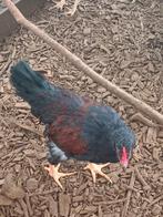 Barnevelder groot, Dieren en Toebehoren, Pluimvee, Mannelijk, Kip