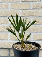 Palmboom Trachycarpus wagnerianus x fortunei, Tuin en Terras, Planten | Bomen, In pot, Halfschaduw, Ophalen of Verzenden, Lente