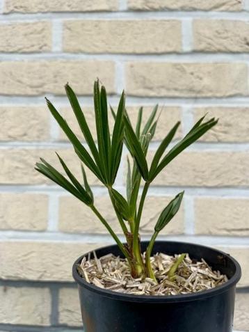 Palmboom Trachycarpus wagnerianus x fortunei, Enlèvement ou Envoi, En pot, Moins de 100 cm, Ombre partielle