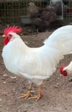 GEZOCHT,: raszuivere witte leghorn haan, Dieren en Toebehoren, Pluimvee