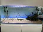 Aquarium, Dieren en Toebehoren, Vissen | Aquaria en Toebehoren, Ophalen, Zo goed als nieuw, Gevuld zoetwateraquarium