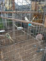 Grasparkieten te koop, Dieren en Toebehoren, Meerdere dieren, Parkiet