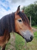 Trekpaard te koop, Débourré, 3 à 6 ans, Hongre, 170 à 175 cm