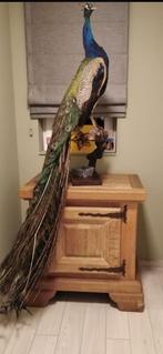 Opgezette pauw, Dieren en Toebehoren