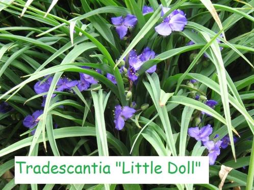 Tradescantia "Little Doll", blijft maar bloeien !!, Tuin en Terras, Planten | Tuinplanten, Vaste plant, Volle zon, Zomer, Ophalen