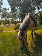 Halve stal in Zandvliet, Recreatiepaard, Gechipt, Minder dan 160 cm, 7 tot 10 jaar