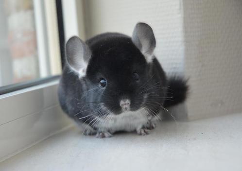 jonge chinchilla's  direct beschikbaar, Dieren en Toebehoren, Knaagdieren, Mannelijk, Chinchilla