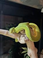 Morelia viridis koppel, Dieren en Toebehoren, Reptielen en Amfibieën | Toebehoren, Ophalen of Verzenden
