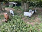 dwerggeit, Dieren en Toebehoren, Vrouwelijk, Geit, 3 tot 5 jaar